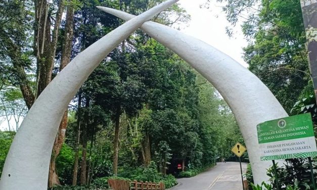 Menyelamatkan Spesies Endemik Jadi Strategi Konservasi Taman Safari Saat Ini