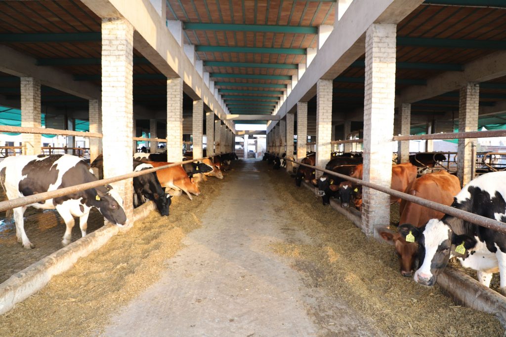 Cara Beternak Sapi Agar Hasilnya Lebih Optimal