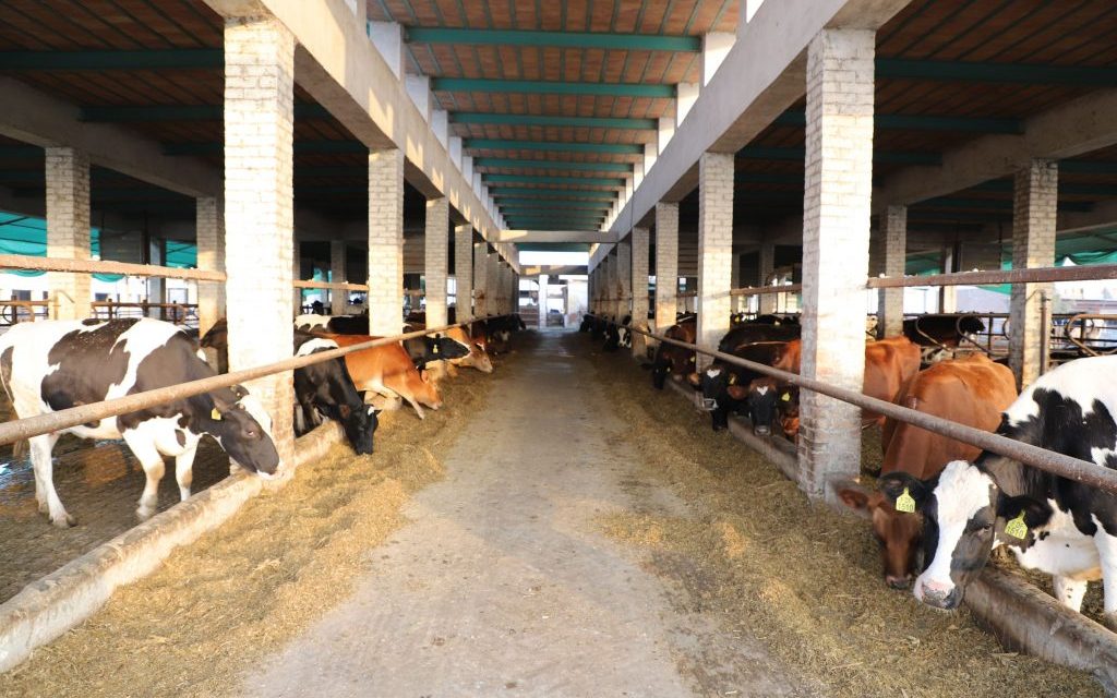 Cara Beternak Sapi Agar Hasilnya Lebih Optimal