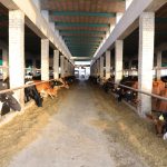 Cara Beternak Sapi Agar Hasilnya Lebih Optimal