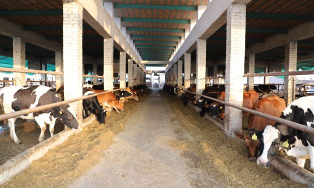 Cara Beternak Sapi Agar Hasilnya Lebih Optimal