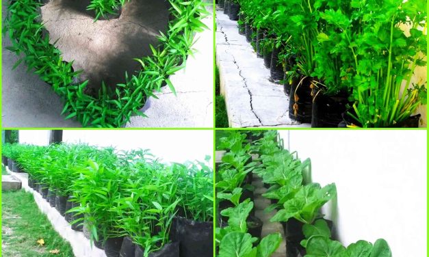 Cara Menanam Sayuran Di Rumah Untuk Pemula