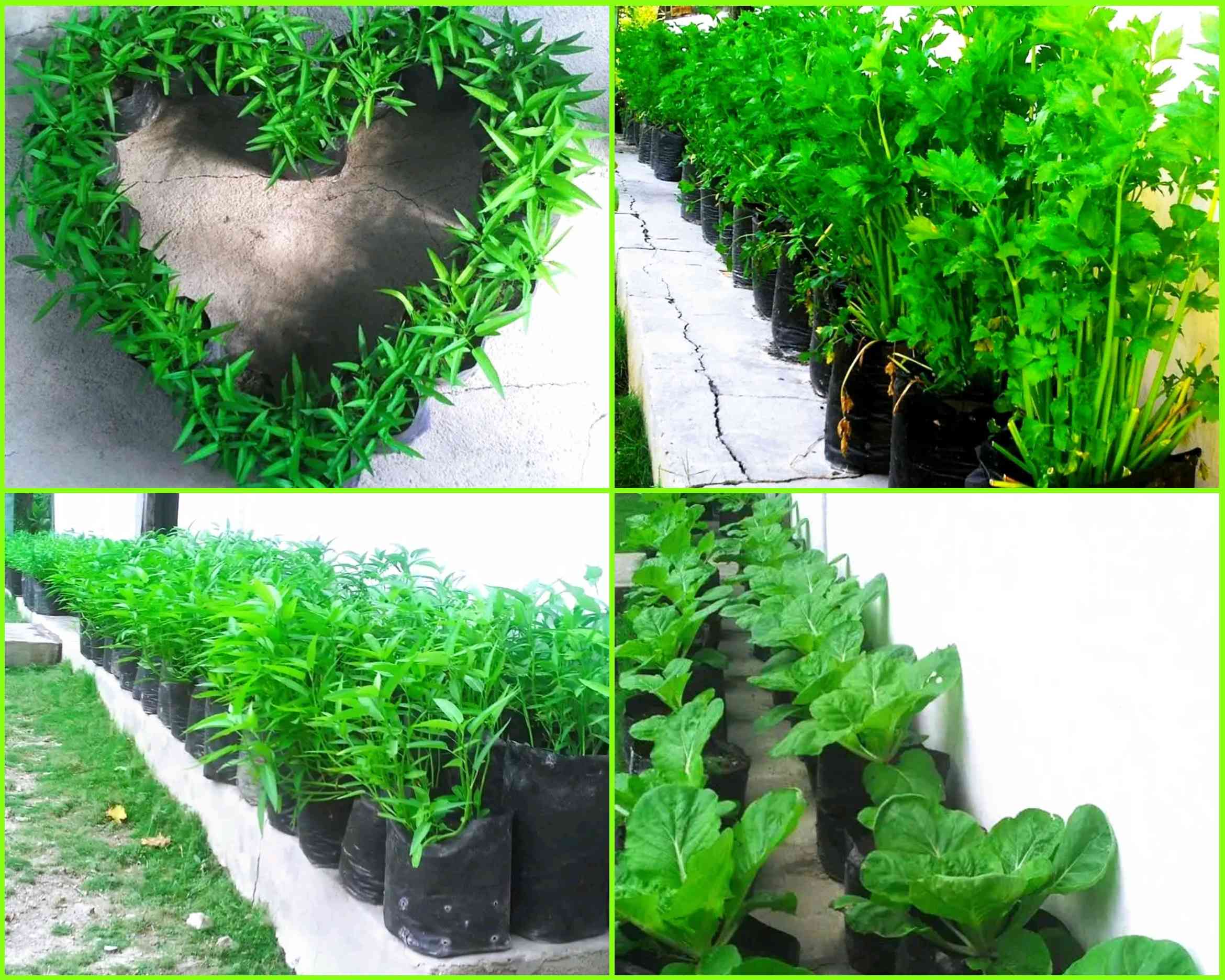 Cara Menanam Sayuran Di Rumah Untuk Pemula