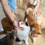 Kucing: Hewan Peliharaan Yang Menggemaskan Dan Setia