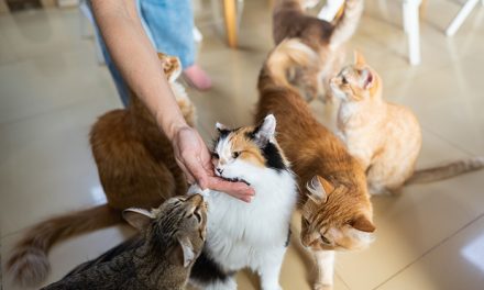 Kucing: Hewan Peliharaan Yang Menggemaskan Dan Setia