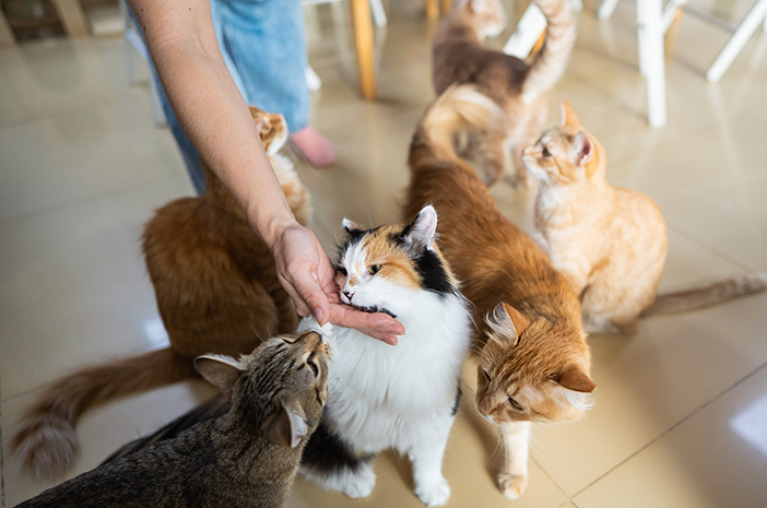 Kucing: Hewan Peliharaan Yang Menggemaskan Dan Setia