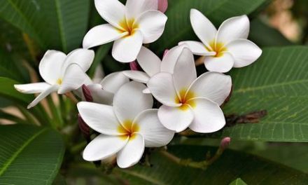 Bunga Kamboja: Simbol Kesucian, Kedamaian, Dan Keabadian