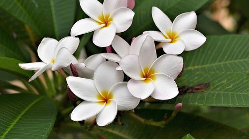 Bunga Kamboja: Simbol Kesucian, Kedamaian, Dan Keabadian