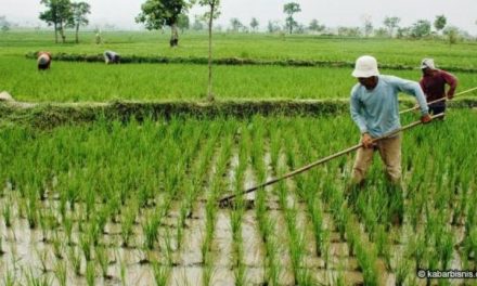 Musim Tanam Dan Perawatan Sukses Berkebun Sepanjang Tahun