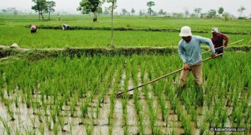 Musim Tanam Dan Perawatan Sukses Berkebun Sepanjang Tahun