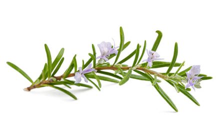 Fakta Menarik Tentang Rosemary Yang Jarang Diketahui