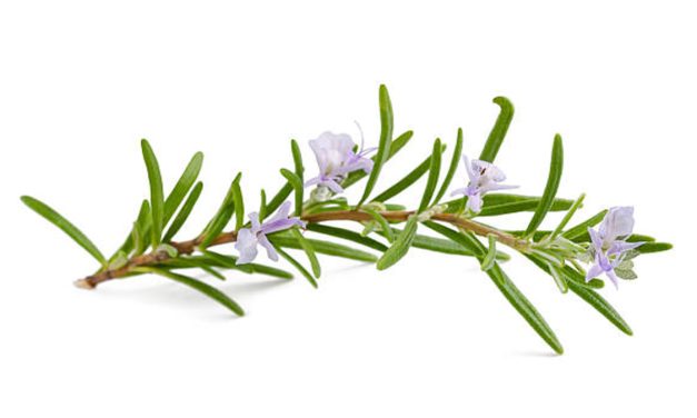 Fakta Menarik Tentang Rosemary Yang Jarang Diketahui