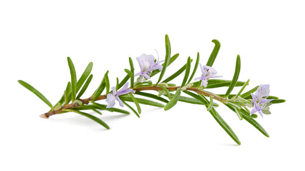 Fakta Menarik Tentang Rosemary Yang Jarang Diketahui