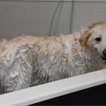 Kesalahan Umum Saat Grooming Anjing Yang Harus Dihindari