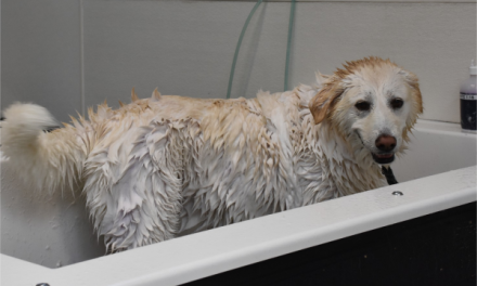 Kesalahan Umum Saat Grooming Anjing Yang Harus Dihindari