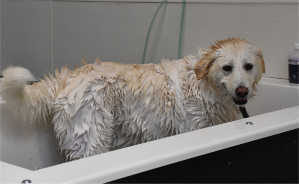 Kesalahan Umum Saat Grooming Anjing Yang Harus Dihindari