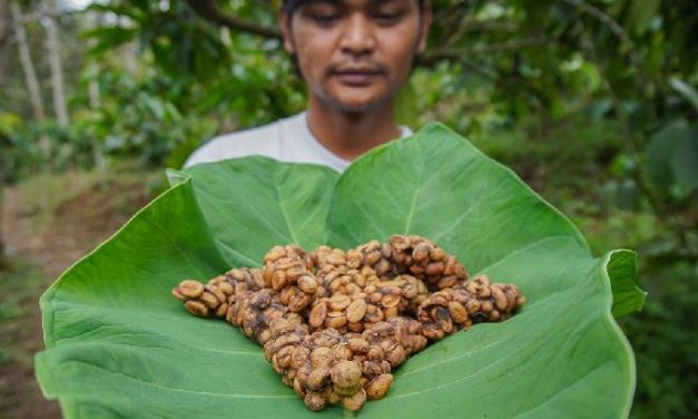 Kopi Luwak: Fakta, Proses, Dan Keunikan Rasa Yang Mahal