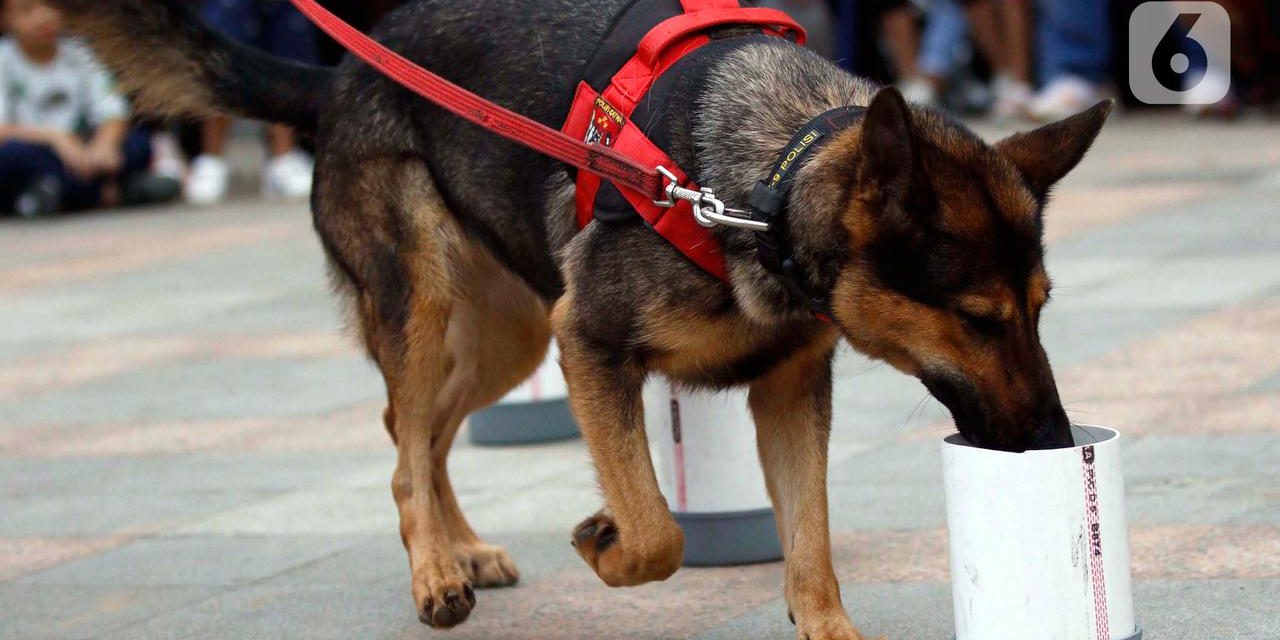 Manfaat Anjing K9 Dalam Pencarian, Penyelamatan, Dan Deteksi