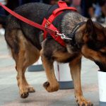 Manfaat Anjing K9 Dalam Pencarian, Penyelamatan, Dan Deteksi