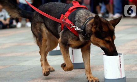 Manfaat Anjing K9 Dalam Pencarian, Penyelamatan, Dan Deteksi