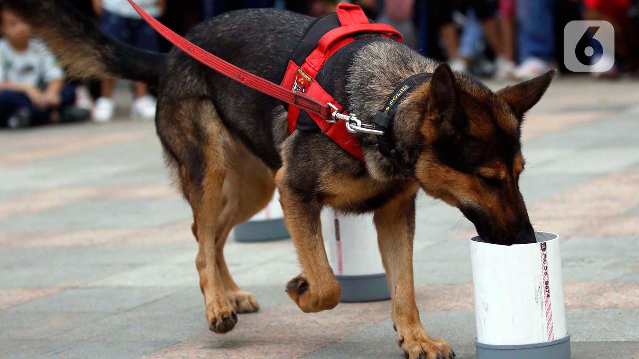 Manfaat Anjing K9 Dalam Pencarian, Penyelamatan, Dan Deteksi