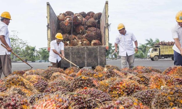 Masa Depan Industri Sawit: Tantangan Dan Peluang Pasar Dunia