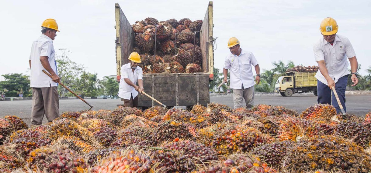 Masa Depan Industri Sawit: Tantangan Dan Peluang Pasar Dunia