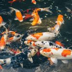 Panduan Budidaya Ikan Koi Untuk Pemula