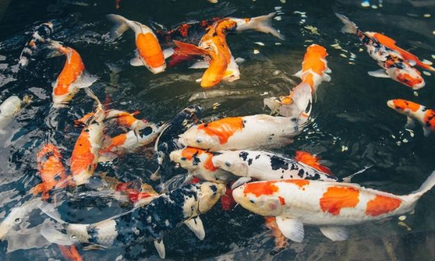 Panduan Budidaya Ikan Koi Untuk Pemula
