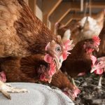 Panduan Lengkap Ternak Ayam Untuk Pemula