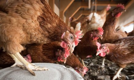 Panduan Lengkap Ternak Ayam Untuk Pemula