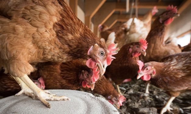 Panduan Lengkap Ternak Ayam Untuk Pemula