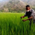 Strategi Petani Lokal Menghadapi Perubahan Iklim Global