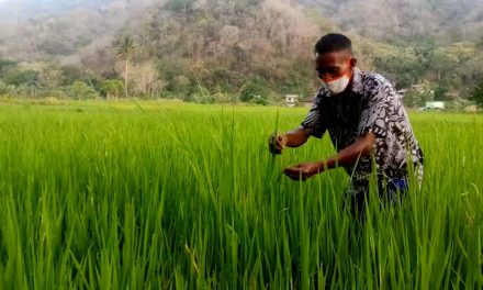 Strategi Petani Lokal Menghadapi Perubahan Iklim Global