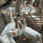 Cara Merawat Angsa Agar Tetap Sehat Dan Produktif