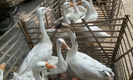 Cara Merawat Angsa Agar Tetap Sehat Dan Produktif