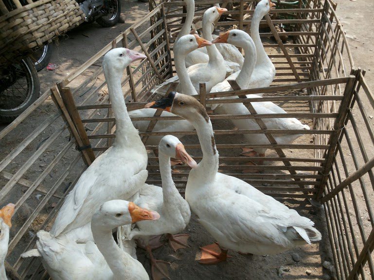 Cara Merawat Angsa Agar Tetap Sehat Dan Produktif