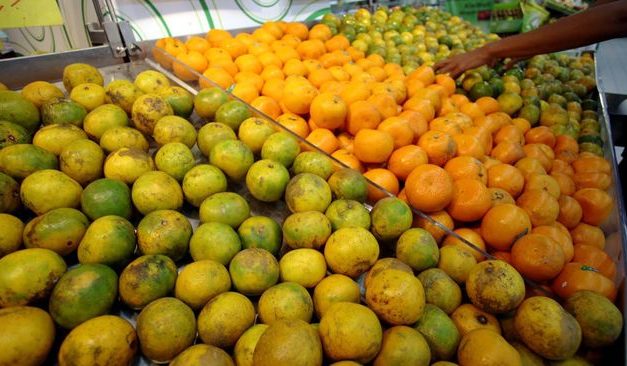 Khasiat Jeruk Lokal Yang Tidak Kalah Dengan Buah Impor