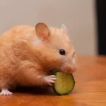 Bolehkah Hamster Makan Buah? Ketahui Jenis Buah Yang Aman