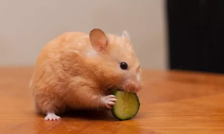 Bolehkah Hamster Makan Buah? Ketahui Jenis Buah Yang Aman