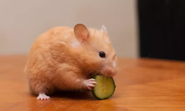 Bolehkah Hamster Makan Buah? Ketahui Jenis Buah Yang Aman