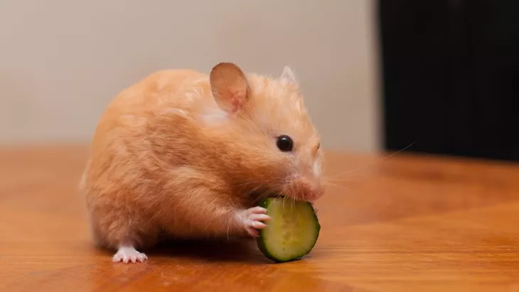 Bolehkah Hamster Makan Buah? Ketahui Jenis Buah Yang Aman