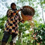 Kopi Indonesia: Dari Kebun Lokal hingga Jadi Kebanggaan Dunia