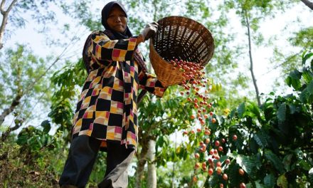 Kopi Indonesia: Dari Kebun Lokal hingga Jadi Kebanggaan Dunia