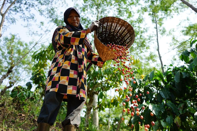 Kopi Indonesia: Dari Kebun Lokal hingga Jadi Kebanggaan Dunia