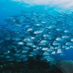 Laut Indonesia: Potensi Ekonomi Biru Dan Tantangan Pelestarian