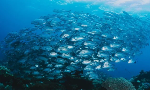 Laut Indonesia: Potensi Ekonomi Biru Dan Tantangan Pelestarian