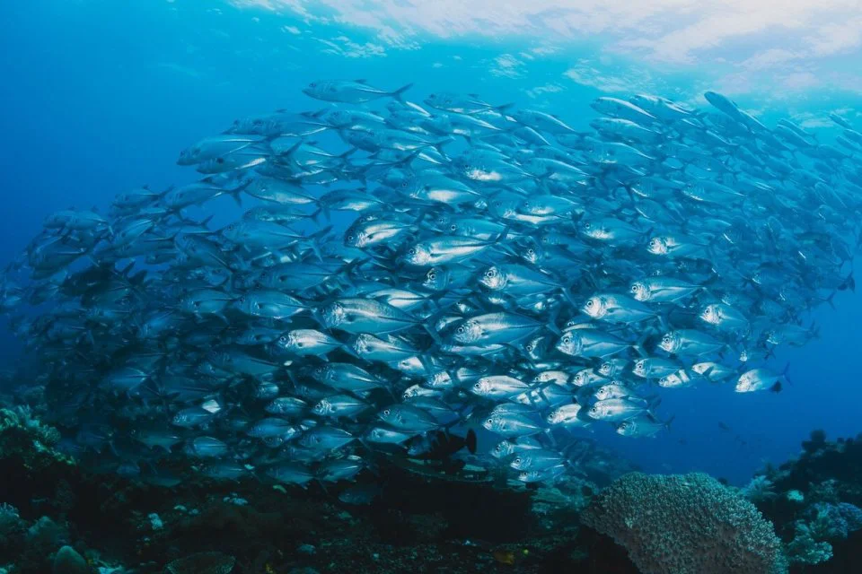 Laut Indonesia: Potensi Ekonomi Biru Dan Tantangan Pelestarian