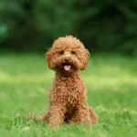 Anjing Poodle: Karakteristik, Jenis, Dan Panduan Perawatan