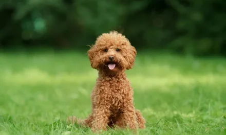 Anjing Poodle: Karakteristik, Jenis, Dan Panduan Perawatan